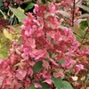 Hortenzie  - Hydrangea paniculata 'Wim's Red'  | 40–50 cm v Náhľad obrázku produktu 2