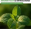 Pfefferminze Mehrjährig Samen - Mentha piperita - Produktbild-Vorschau 6