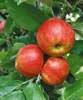 Malus 'Elstar', Apfelbaum, 40 cm Stammhöhe Produktbild-Vorschau 10