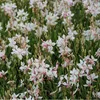 6 x Prachtkerze  - Gaura lindheimeri 'Short Form'  | Topf Produktbild-Vorschau 2