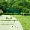 Samenshop24® Schattenrasen mit Poa supina 1kg für 50m² Produktbild-Vorschau 3