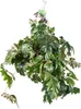 Cissus Rhombifolia Ellen Danica - Ø17Cm - ↕70Cm Podgląd zdjęcia produktu 1