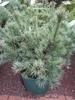 Pinus parviflora Kiomatsu - Zwergmädchenkiefer - Produktbild-Vorschau 2