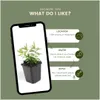 Plants by Frank | 12 Johanniskraut Pflanzen | Hypericum Produktbild-Vorschau 5