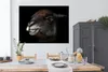 MuchoWow® Poster Alpaka - Lächeln - Schwarz 160x120 cm - Produktbild-Vorschau 3
