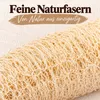 Luffa aegyptiaca geschält 12-16 cm Schwammgurke Produktbild-Vorschau 5