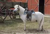 Westride Navajo Saddle Rugs Multicolore Multicolore Taglia Anteprima dell’immagine prodotto 2