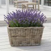 Panier en rotin pour plantes lot de 2 XXL 60 cm Kubu gris Voir les images du produit 3