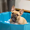 A French Bulldog sits in a blue ball pit with white balls. Produktbild-Vorschau