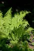 Matteuccia struthiopteris, Straußenfarn, 30–40 cm Produktbild-Vorschau 12
