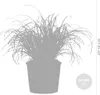 Bloomique - Cyperus Zumula - Katzengras Fertig Gewachsen - Produktbild-Vorschau 5