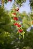 Sorbus aucuparia, Vogelbeere, 150–200 cm, robust und Produktbild-Vorschau 1