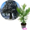 Sequoiadendron giganteum, Riesenmammutbaum, Höhe 60 cm – 2 Produktbild-Vorschau 1
