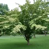 Japanischer Hartriegel - Cornus kousa  | 50-60 cm in Produktbild-Vorschau 2
