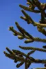 Araucaria araucana, Andentanne, 40–50 cm Produktbild-Vorschau 7