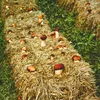 Hawlik Pilzbrut Braunkappe Dübel – 20 Pilzdübel auf Stroh, Produktbild-Vorschau 5