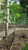 Amorofal (Amorphophallus borneensis)  – 1 wykiełkowane Podgląd zdjęcia produktu 2