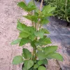 Loch Ness (S) - Brombeere Produktbild-Vorschau 2