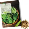 Spinat Samen (Matador, 150 Korn) - Winterspinat Saatgut aus Produktbild-Vorschau 1