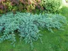 Kriechender Wacholder ´BLUE CARPET´ 30-40 cm, Cont. 2 l Produktbild-Vorschau 3