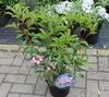 Lorbeerrose - Berglorbeer Moyland - Kalmia latifolia Produktbild-Vorschau 6