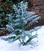 BALDUR Garten 2x Winterharter Eukalyptus Azura® im 15 cm- Produktbild-Vorschau 5