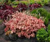 Stauden Gänge 1 x Heucherella Hybride 'Brass Lantern' im 1 Produktbild-Vorschau 7