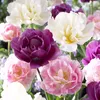 Tulpe Sensation (10 Stück) | Tulpenzwiebeln von Sam van Produktbild-Vorschau 2