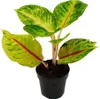 Aglaonema Iguana Red - Kolorowa nic kolby - Niezwykle Podgląd zdjęcia produktu 1