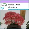 SAFLAX - Bonsai - Klon Czerwony - 20 Nasiona - Acer rubrum Podgląd zdjęcia produktu 5