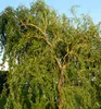 Lockenweide, 40-50 cm, Cont. 2,5 l Produktbild-Vorschau 1