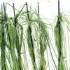 Witte Pluim Büschelgras weiß, Herbstblüher, 2L Topf, bis 2m Produktbild-Vorschau 9