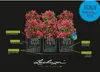 Samozavlažovací truhlík Lechuza Trio Cottage 100 x 32,5 x Náhled obrázku produktu 23