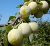 Mirabelle `Bellamira´ ® Pflaumenbaum - Buschbaum Topfballen Produktbild-Vorschau 3