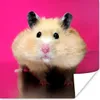 MuchoWow® Poster Hamster mit rosa Hintergrund 50x50 cm - Produktbild-Vorschau 1
