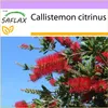 SAFLAX - Australský čistič lamp - Callistemon citrinus - Náhled obrázku produktu 5