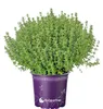 Italienischer XL - Thymian Pflanze - Thymus vulgaris Produktbild-Vorschau 1