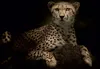 Calvendo Gepard 1000 Teile Puzzle quer 640x480mm, Produktbild-Vorschau 4
