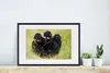 MuchoWow® MuchoWow® Gerahmtes Poster Affe - Gras - Tiere Produktbild-Vorschau 4