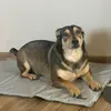 Purlov 25531 Kühlmatte für Hunde oder Katzen, 90 x 50 cm, Produktbild-Vorschau 12