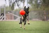 Jolly Soccer Ball Hundespielzeug für große Hunde 20cm Produktbild-Vorschau 11