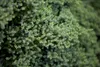 Juniperus procumbens 'Nana', Kriech-Wacholder, 20–25 cm Produktbild-Vorschau 4