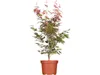 Acer palmatum 'Atropurpureum', Japanischer Ahorn, Produktbild-Vorschau 1
