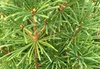A close-up view of the needles and branches of a Japanese umbrella pine tree. Náhled obrázku produktu