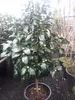 Camellia williamsii Jurys Yellow - Gelbblühende Kamelie Produktbild-Vorschau 1