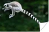 MuchoWow® Poster Affe - Ringschwanzlemur - Wald 180x120 cm Produktbild-Vorschau 1