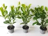 20 großblättrige Kirschlorbeer 60-70 cm – Immergrüne Produktbild-Vorschau 1