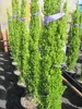 Cupressus sempervirens Totem - Mittelmeerzypresse - Produktbild-Vorschau 1