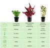 Pflanzen Set mit 3 Mittelgrund Topf Aquarium Wasserpflanzen Produktbild-Vorschau 2