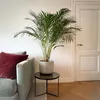 Areka - Dypsis lutescens - Wysokość 100-120cm - ⌀21cm Podgląd zdjęcia produktu 6